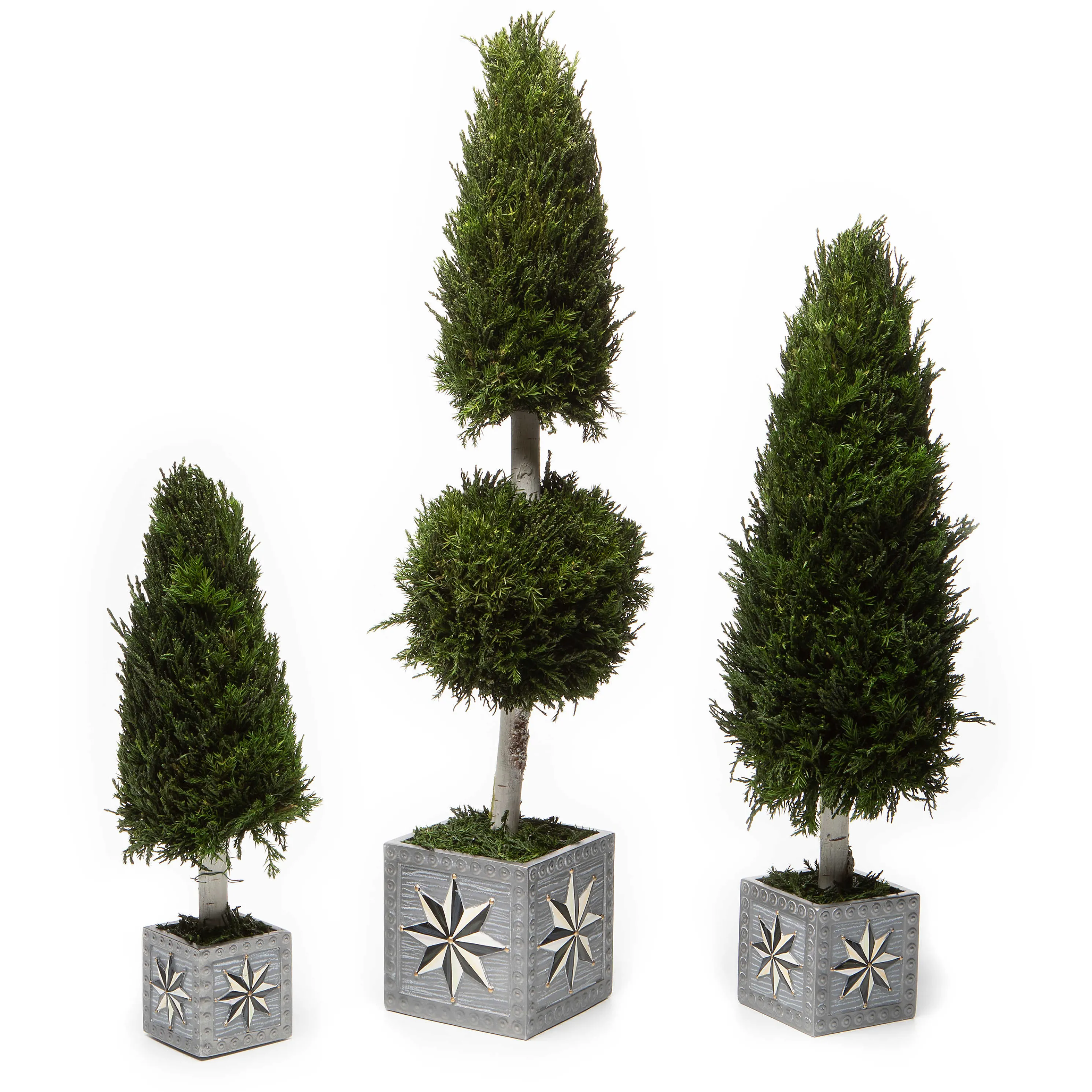 Farmhouse Cypress Tree - Medium